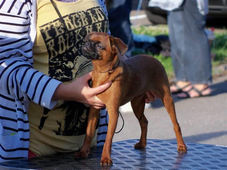 Griffon petit brabancon Loui billede 3