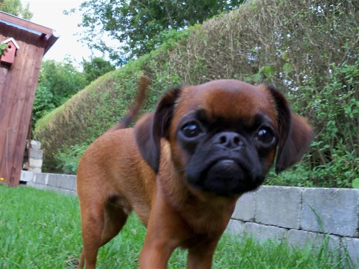 Griffon petit brabancon Loui billede 4