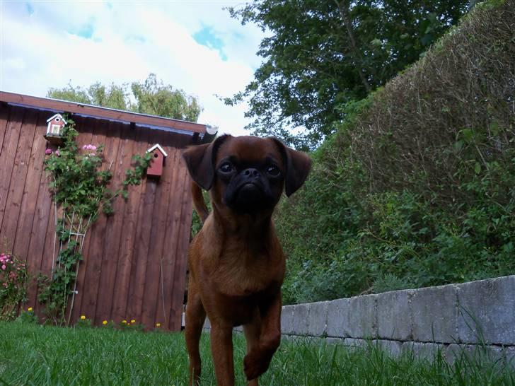 Griffon petit brabancon Loui billede 5