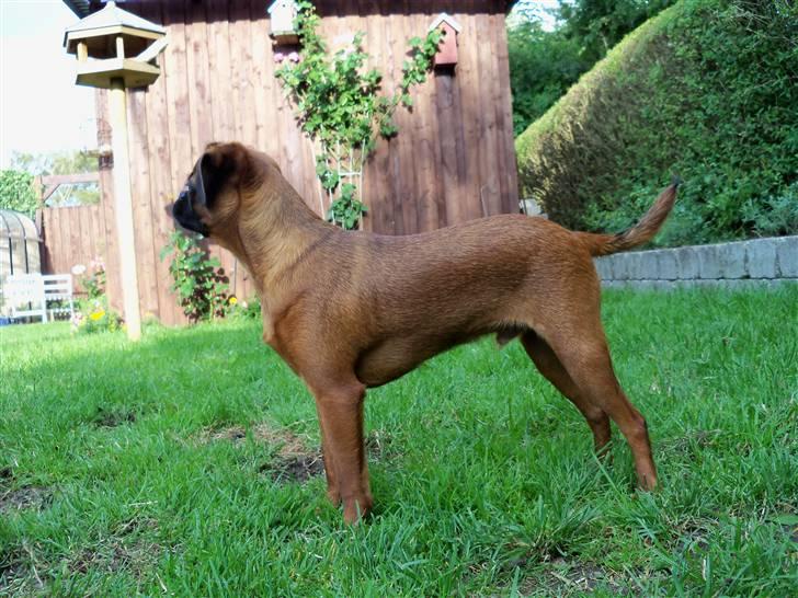 Griffon petit brabancon Loui billede 6