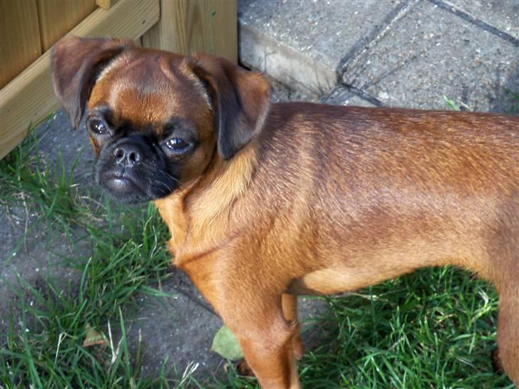 Griffon petit brabancon Loui billede 7