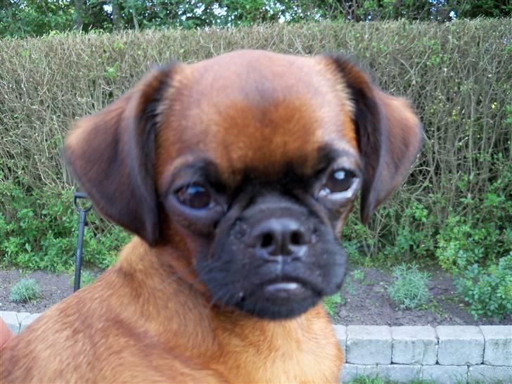 Griffon petit brabancon Loui billede 8