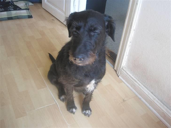 Blanding af racer Thea (SOLGT:() billede 1