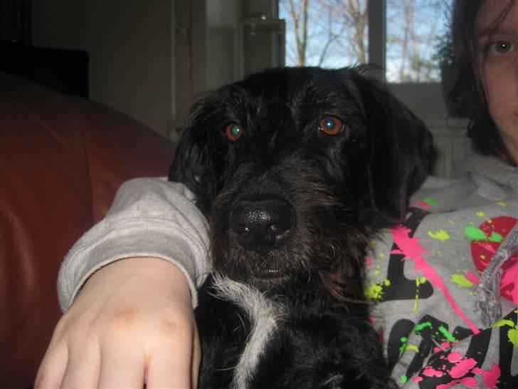 Blanding af racer Thea (SOLGT:() - Thea og jeg:) billede 2