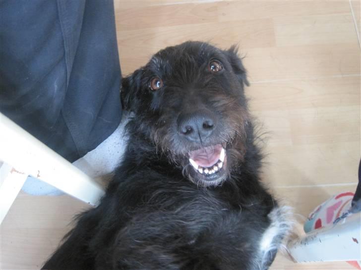 Blanding af racer Thea (SOLGT:() billede 3