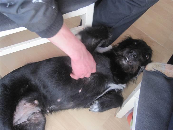 Blanding af racer Thea (SOLGT:() billede 4