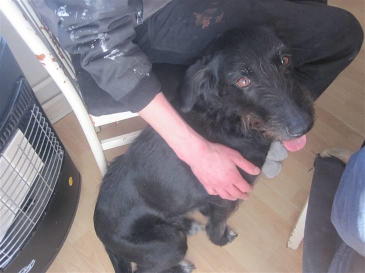 Blanding af racer Thea (SOLGT:() billede 5