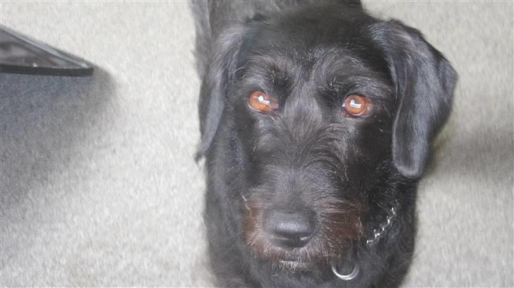 Blanding af racer Thea (SOLGT:() billede 6