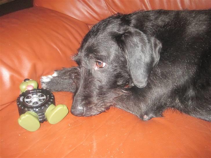 Blanding af racer Thea (SOLGT:() - Thea´og hendes piv-dyr som hun troede var hendes hvalp.. billede 7