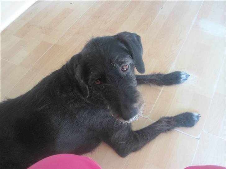 Blanding af racer Thea (SOLGT:() billede 8