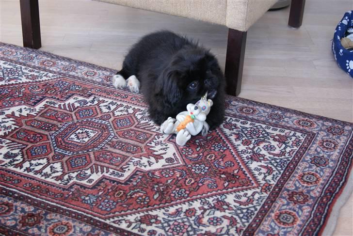 Pekingeser Boss - 3 måneder gammel billede 6