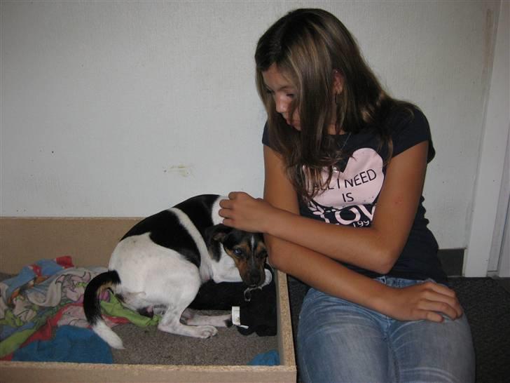 Dansk svensk gaardhund Mille - Mig og Mille da hun var igang med at føde :´D billede 15