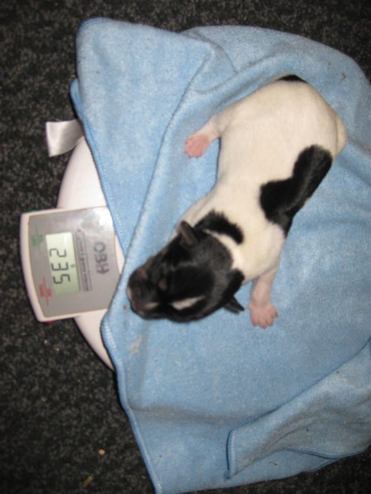 Dansk svensk gaardhund Mille - Første hvalp! :D billede 16