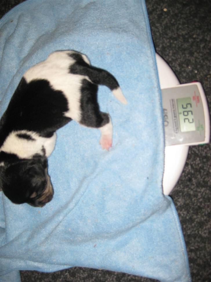 Dansk svensk gaardhund Mille - nummer to hvalp xD billede 17