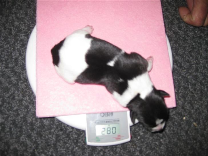 Dansk svensk gaardhund Mille - Nummer 4 :D billede 18