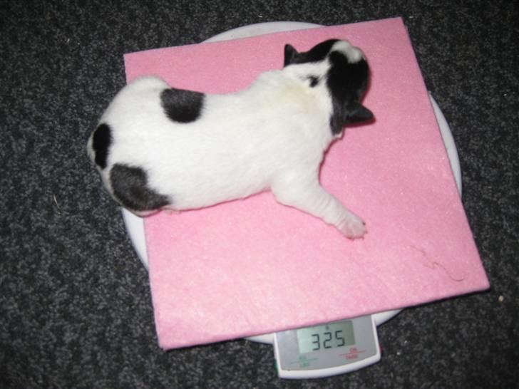 Dansk svensk gaardhund Mille - nummer 3 ;) billede 19