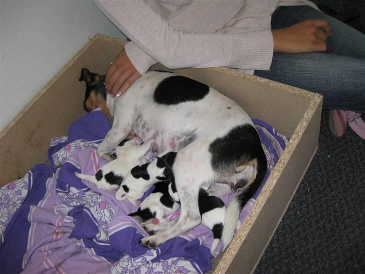 Dansk svensk gaardhund Mille - Mor & børn :D billede 20