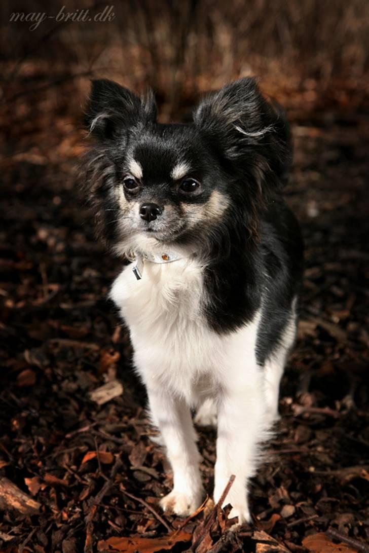 Chihuahua DKCH Milltoff's Gossip Girl ~Zaffie~ - Zaffie marts 2011 billede 8
