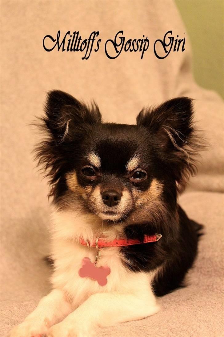Chihuahua DKCH Milltoff's Gossip Girl ~Zaffie~ - Zaffie januar 2011 billede 9