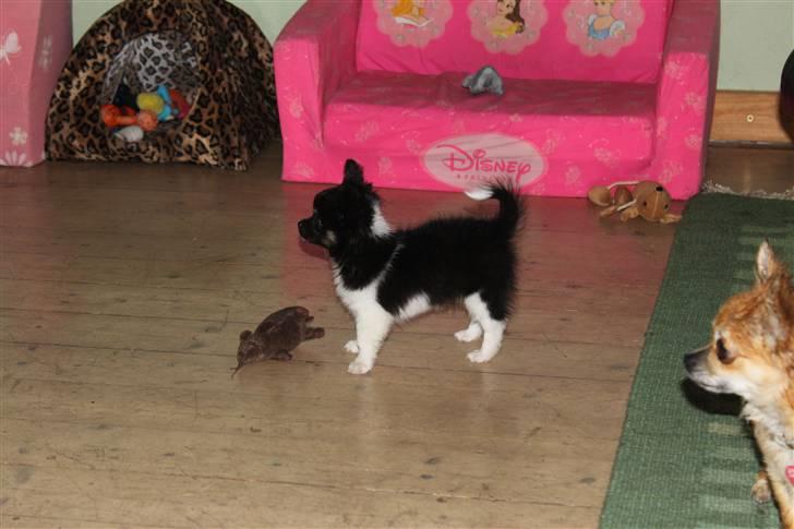 Chihuahua DKCH Milltoff's Gossip Girl ~Zaffie~ - Flotte lille Zaffie som altid har halen stående flot oppe :) (August 2010) billede 17