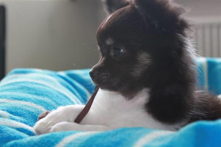 Chihuahua DKCH Milltoff's Gossip Girl ~Zaffie~ - Zaffies flotte hoved :) (august 2010) billede 18