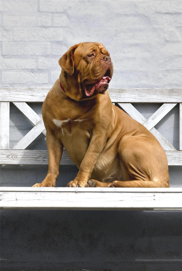 Dogue de bordeaux Doguehill´s Cheri billede 13