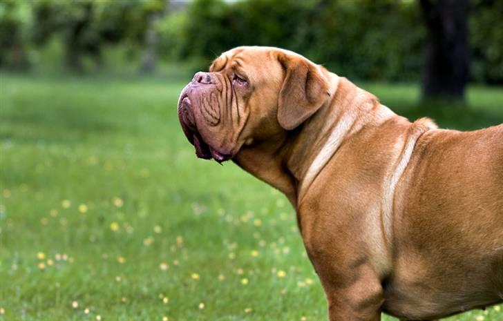 Dogue de bordeaux Doguehill´s Cheri billede 14