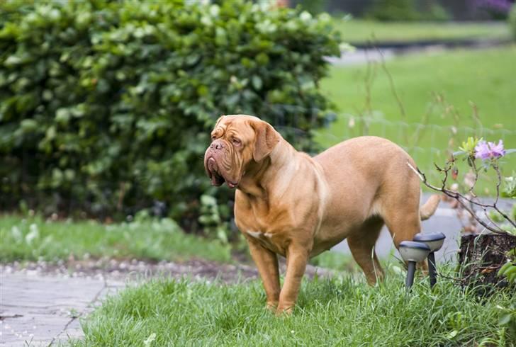 Dogue de bordeaux Doguehill´s Cheri billede 15