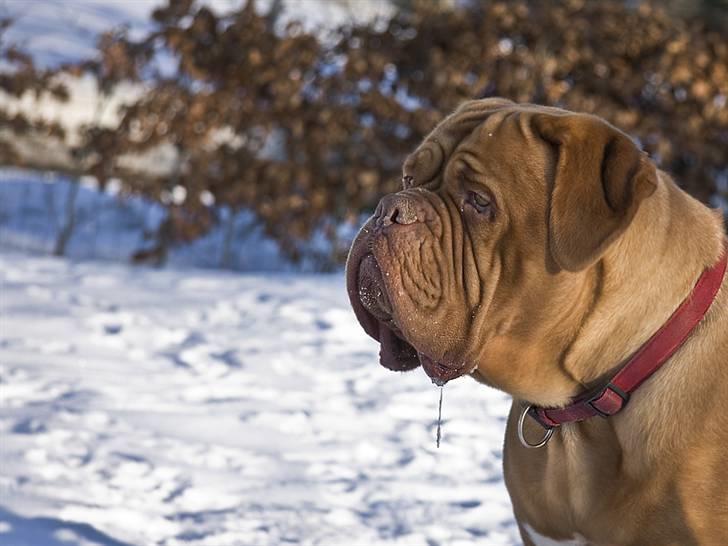 Dogue de bordeaux Doguehill´s Cheri billede 16