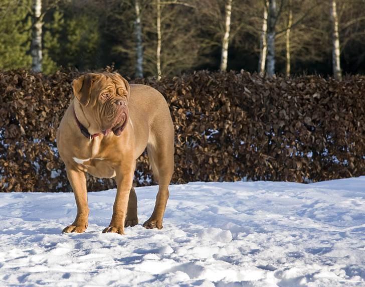 Dogue de bordeaux Doguehill´s Cheri billede 17