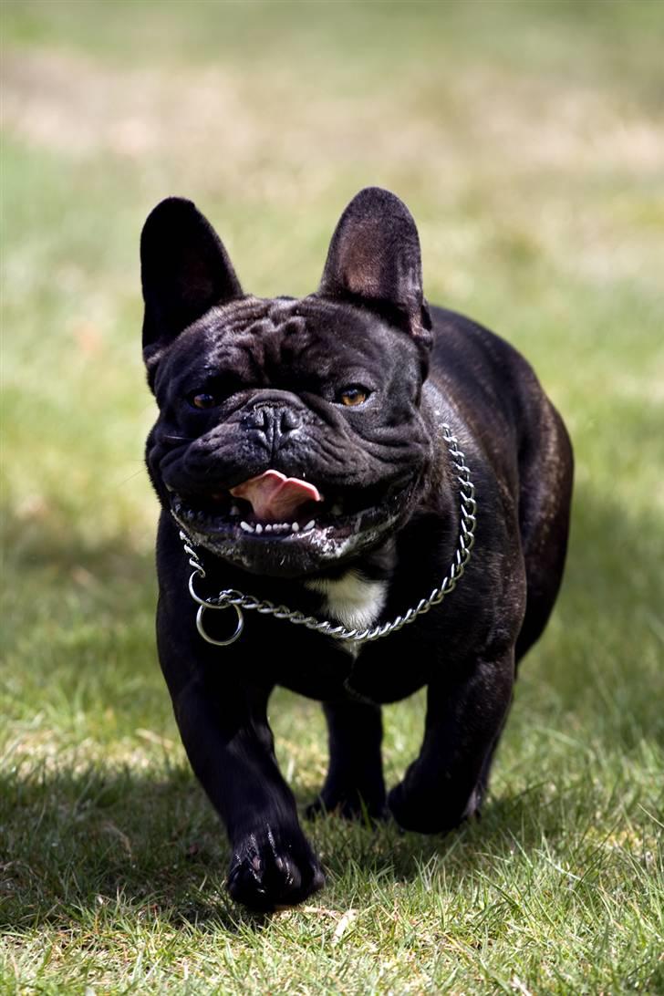 Fransk bulldog Lexus billede 10