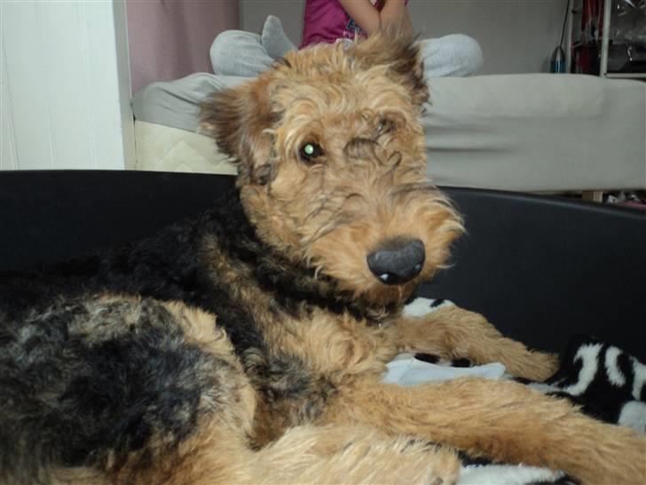 Airedale terrier Bowie billede 13
