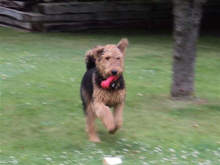 Airedale terrier Bowie billede 14