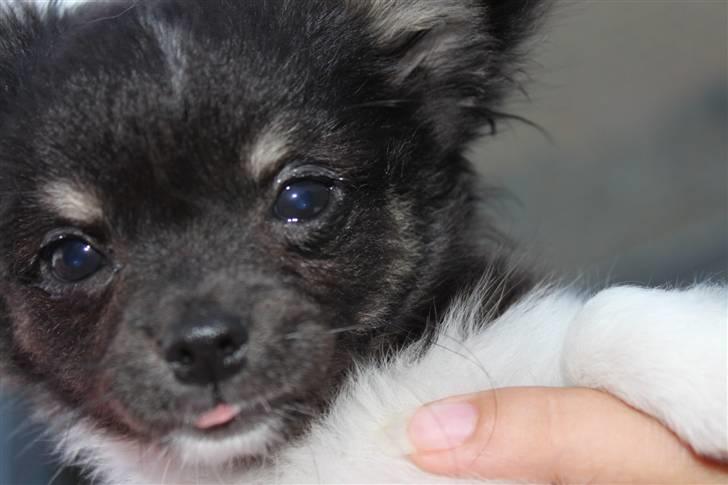 Chihuahua DKCH Milltoff's Gossip Girl ~Zaffie~ - Zaffie august 2010 billede 19