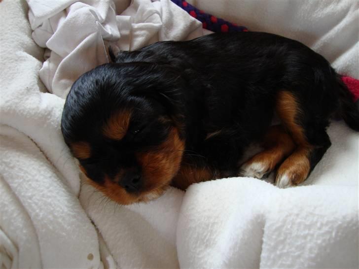 Cavalier king charles spaniel Cava Coton's Sadie billede 14