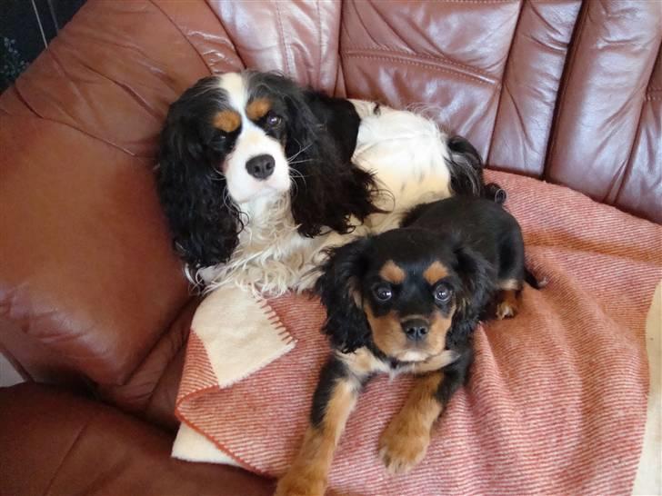 Cavalier king charles spaniel Cava Coton's Sadie billede 15