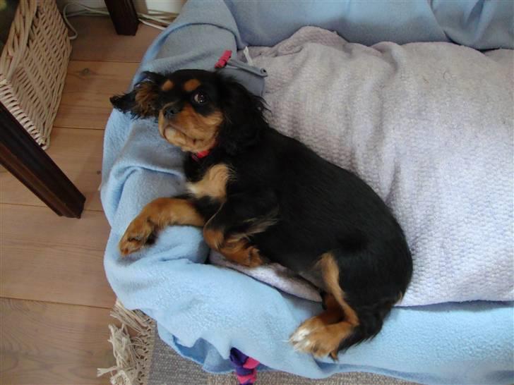 Cavalier king charles spaniel Cava Coton's Sadie - Jeg fylder ikke meget i den nye hundeseng billede 16