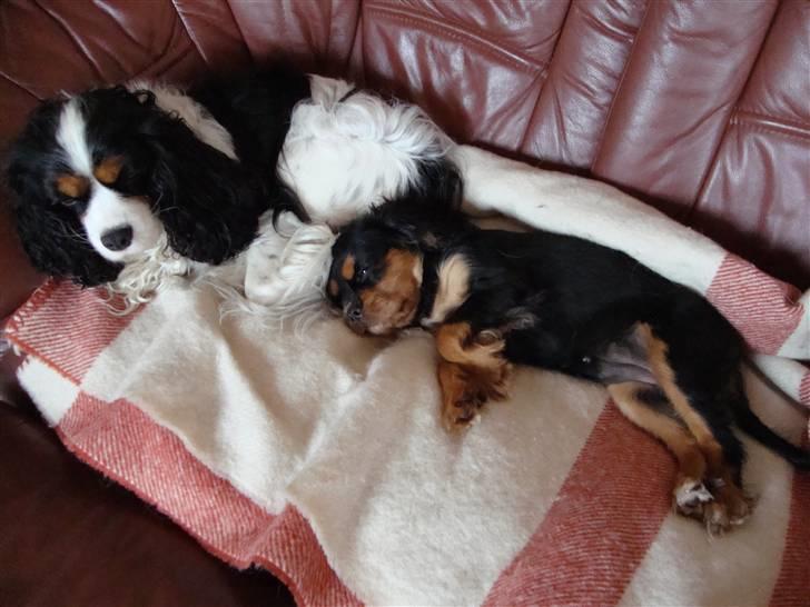 Cavalier king charles spaniel Cava Coton's Sadie - Mon jeg må ligge her ? billede 17