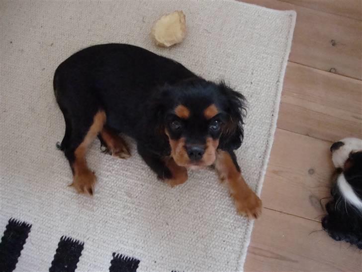 Cavalier king charles spaniel Cava Coton's Sadie - Er jeg ikke sød ? billede 18