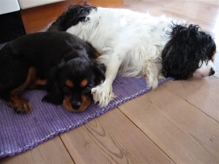 Cavalier king charles spaniel Cava Coton's Sadie - Her ligger jeg godt billede 20