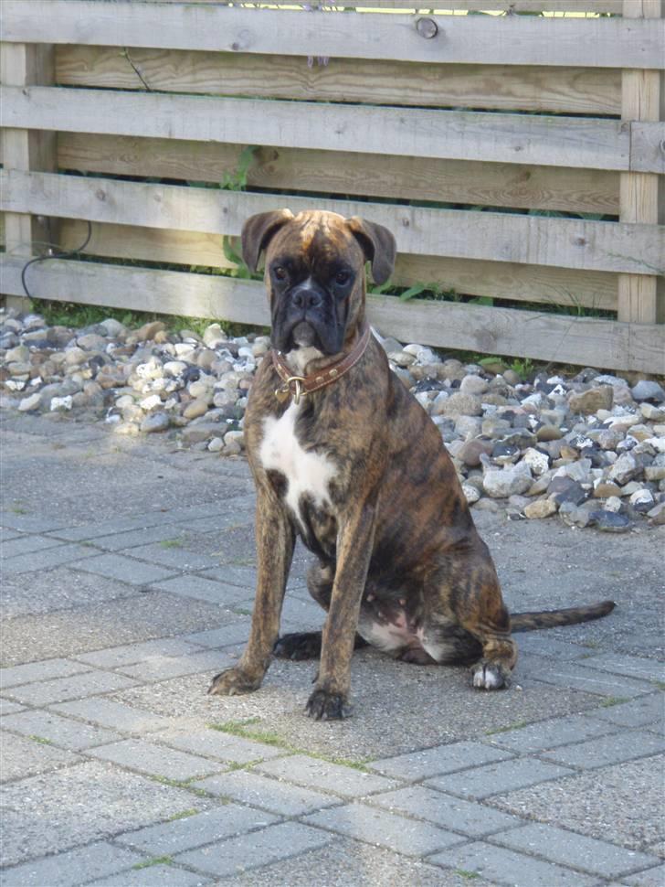 Boxer hearts of hope / Karla billede 13