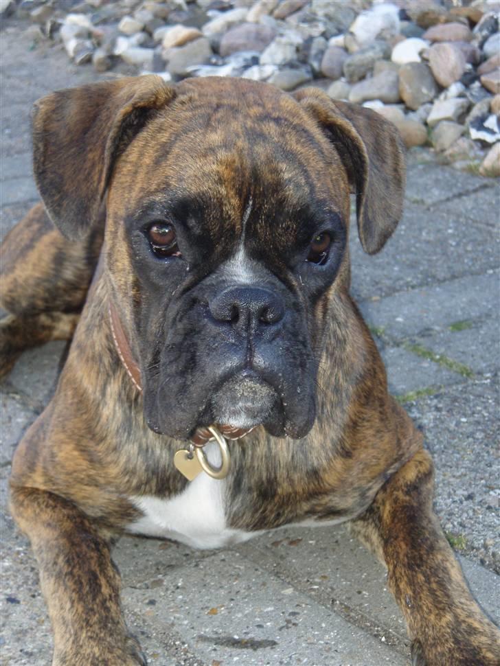 Boxer hearts of hope / Karla - Karla 7 måneder billede 1