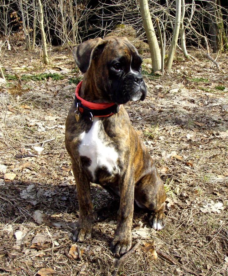 Boxer hearts of hope / Karla - 5 måneder billede 14