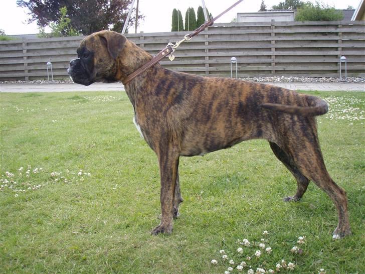 Boxer hearts of hope / Karla billede 15