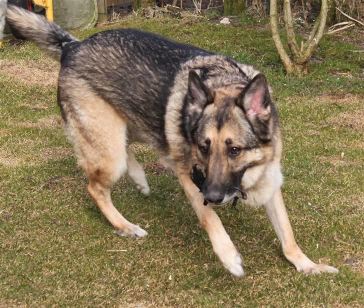 Schæferhund Simik | Duttiemanden.  <3 - 20# Eeeeeeeeelsk. :-i <3 Tak fordi I kiggede med.. :D billede 18