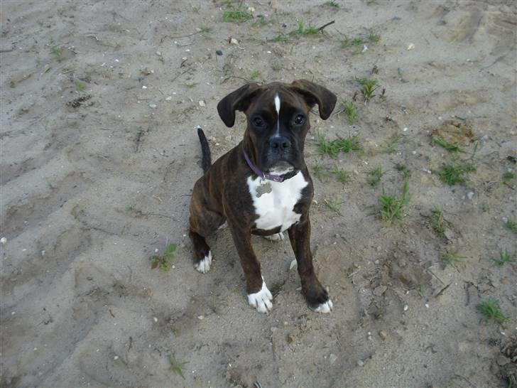 Boxer Akira billede 13