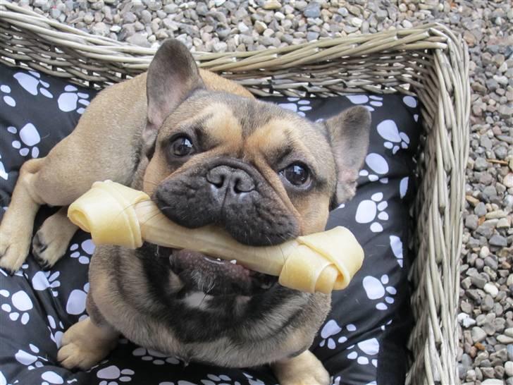 Fransk bulldog Carlo The CharmingBulldog - "Muahaha, jeg fik en kurv og et ben på min 1års fødselsdag !! Misundelig?"  billede 2