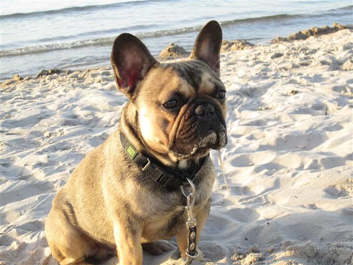 Fransk bulldog Carlo The CharmingBulldog - "Det kan godt være jeg savler...men jeg er lækker stadigvæk" 

Når ja og Velkommen til den Lækre Bulldogs Profil :) billede 1