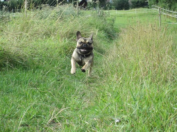 Fransk bulldog Carlo The CharmingBulldog - Her kommer jeeg!! Gør plads, sprinterhunden skal forbi!! billede 3
