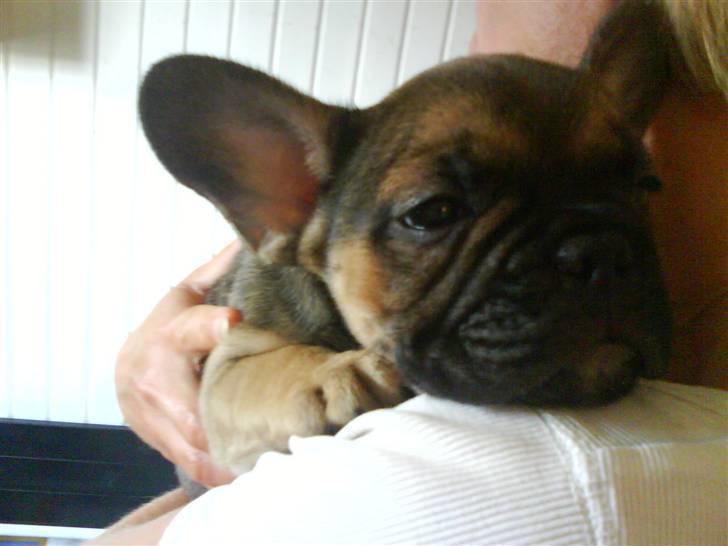 Fransk bulldog Carlo The CharmingBulldog - Da vi så til ham og han var syg :( billede 5